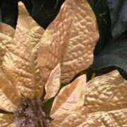 ヒメ日記 2025/12/02 12:16 投稿 ことは まつど女学園