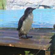 ヒメ日記 2026/02/03 10:01 投稿 ことは まつど女学園