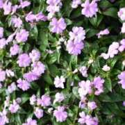 ヒメ日記 2026/03/26 10:30 投稿 ことは まつど女学園