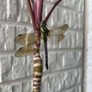 ヒメ日記 2025/06/20 15:16 投稿 ほなみ 神田ハンドメイド