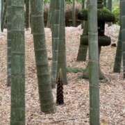 ヒメ日記 2025/11/07 15:38 投稿 あかり ジュエルズ(池袋)