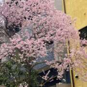 ヒメ日記 2025/03/27 17:46 投稿 北条　つばき YUDEN〜油殿〜谷九・日本橋店