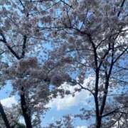 ヒメ日記 2025/04/07 18:23 投稿 北条　つばき YUDEN〜油殿〜谷九・日本橋店