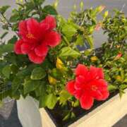 ヒメ日記 2025/06/16 18:11 投稿 愛咲えみか 大人めシンデレラ 新横浜店（シンデレラグループ）