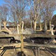 ヒメ日記 2026/02/16 13:39 投稿 如月もな 水戸ソープ アイドル彼女