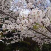 ヒメ日記 2025/04/14 12:04 投稿 さくら XSTASY（エクスタシー）