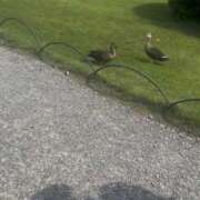 ヒメ日記 2025/05/01 23:24 投稿 にこ 桃李（とうり）