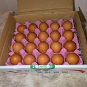 ヒメ日記 2025/04/18 09:58 投稿 はな しゅうかつ倶楽部