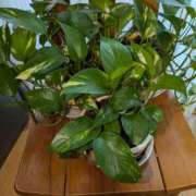 ヒメ日記 2025/05/12 08:52 投稿 はな しゅうかつ倶楽部