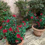 ヒメ日記 2025/05/16 09:37 投稿 はな しゅうかつ倶楽部