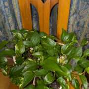 ヒメ日記 2025/05/22 09:31 投稿 はな しゅうかつ倶楽部