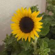 ヒメ日記 2025/07/21 17:46 投稿 まお 新潟デリヘル倶楽部