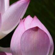 大西とうこ ?お誘いの御礼? 五十路マダム 浜松店(カサブランカグループ)