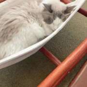 ヒメ日記 2025/04/11 23:34 投稿 みな フィエスタ