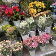 ヒメ日記 2025/05/24 17:35 投稿 ゆいな 横浜人妻セレブリティ（ユメオト）