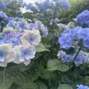 ヒメ日記 2025/06/17 03:48 投稿 ゆいな 横浜人妻セレブリティ（ユメオト）