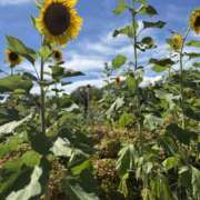 ヒメ日記 2025/08/11 08:20 投稿 ゆり VIVIDCREWマダムセカンドバージン 梅田店