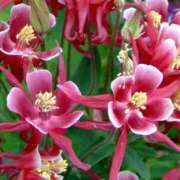 ヒメ日記 2025/09/17 23:05 投稿 ゆり VIVIDCREWマダムセカンドバージン 梅田店