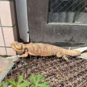 ヒメ日記 2025/12/03 20:46 投稿 はな パンスト熟女はいやらしい