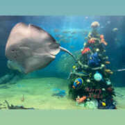 ヒメ日記 2025/12/24 14:04 投稿 映-えい【FG系列】 ほんとうの人妻 厚木店【FG系列】