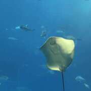 ヒメ日記 2026/03/24 18:00 投稿 映-えい【FG系列】 ほんとうの人妻 厚木店【FG系列】