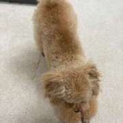 ヒメ日記 2025/05/30 21:12 投稿 しほ でりどす