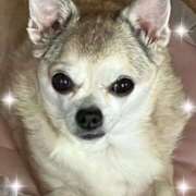 ヒメ日記 2025/08/09 20:34 投稿 藤崎 きみか SUMIRE