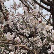 ヒメ日記 2025/04/07 11:27 投稿 チヒロ(奥方) 奥様幕府