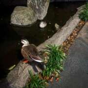 ヒメ日記 2025/06/02 16:45 投稿 まいか with SPA (ウィズスパ)