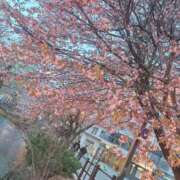 ヒメ日記 2025/05/04 16:14 投稿 なぎさ 山口周南ちゃんこ