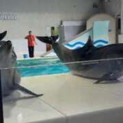 ヒメ日記 2025/05/12 20:21 投稿 なぎさ 山口周南ちゃんこ