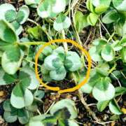 ヒメ日記 2025/04/04 12:38 投稿 片山りな 五十路マダム 新潟店(カサブランカグループ)