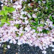 ヒメ日記 2025/04/18 10:38 投稿 片山りな 五十路マダム 新潟店(カサブランカグループ)