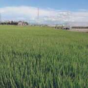 ヒメ日記 2025/07/21 19:06 投稿 片山りな 五十路マダム 新潟店(カサブランカグループ)