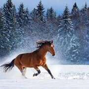 ヒメ日記 2026/01/14 12:14 投稿 片山りな 五十路マダム 新潟店(カサブランカグループ)