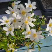 ヒメ日記 2025/03/31 16:49 投稿 あかね あとりえ(ATELIER)