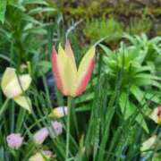 ヒメ日記 2025/04/26 13:01 投稿 あかね あとりえ(ATELIER)