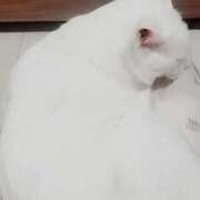 ヒメ日記 2025/05/07 00:02 投稿 あかね あとりえ(ATELIER)