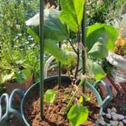 ヒメ日記 2025/05/08 22:33 投稿 あかね あとりえ(ATELIER)