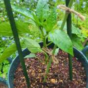 ヒメ日記 2025/05/12 12:32 投稿 あかね あとりえ(ATELIER)