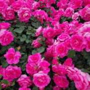 ヒメ日記 2025/05/15 21:18 投稿 あかね あとりえ(ATELIER)