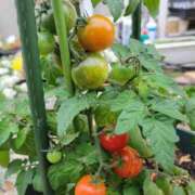 ヒメ日記 2025/05/26 12:45 投稿 あかね あとりえ(ATELIER)