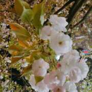 ヒメ日記 2025/04/14 18:20 投稿 つばき 吉原ファーストレディ