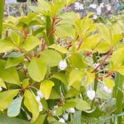 ヒメ日記 2025/04/21 12:06 投稿 つばき 吉原ファーストレディ