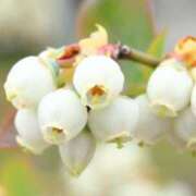 ヒメ日記 2025/04/25 12:08 投稿 つばき 吉原ファーストレディ