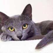 ヒメ日記 2025/04/26 07:06 投稿 つばき 吉原ファーストレディ