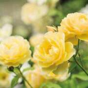 ヒメ日記 2025/05/07 07:20 投稿 つばき 吉原ファーストレディ