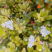 ヒメ日記 2025/05/08 07:16 投稿 つばき 吉原ファーストレディ