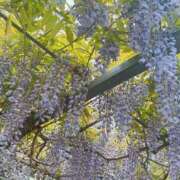 ヒメ日記 2025/05/09 07:16 投稿 つばき 吉原ファーストレディ