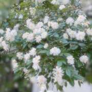 ヒメ日記 2025/05/12 07:16 投稿 つばき 吉原ファーストレディ